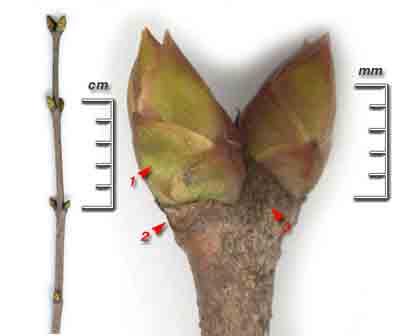    Syringa vulgaris L.