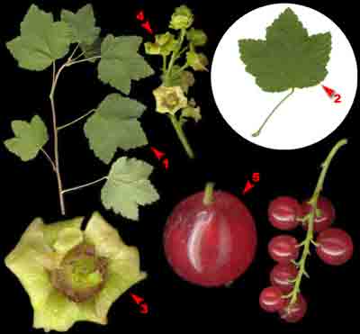  ,  ,   Ribes rubrum L. (R. sativum Syme, R. vulgare Lam. nom illegit., R. sylvestre Mert. et Koch).