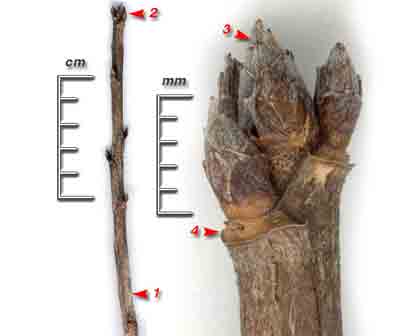  ,  ,   Ribes rubrum L. (R. sativum Syme, R. vulgare Lam. nom illegit., R. sylvestre Mert. et Koch).