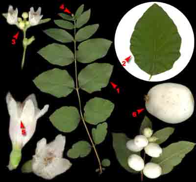    Symphoricarpos albus (L.) Blake