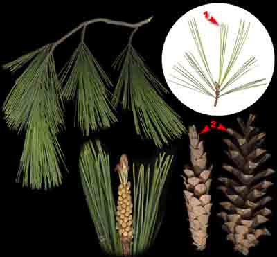    Pinus strobus L.