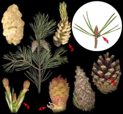    Pinus sylvestris L.