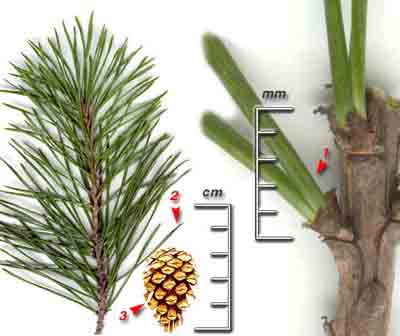    Pinus sylvestris L.