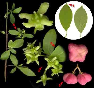    Euonymus europaea L.