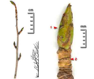    Populus balsamifera L.