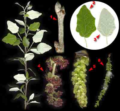  ,    Populus alba L.