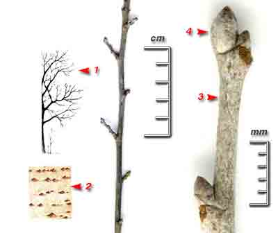  ,    Populus alba L.