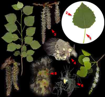  ,    Populus tremula L.