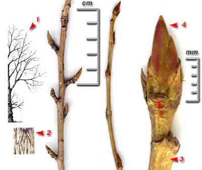  ,    Populus nigra L.