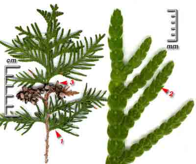    Thuja occidentalis L.