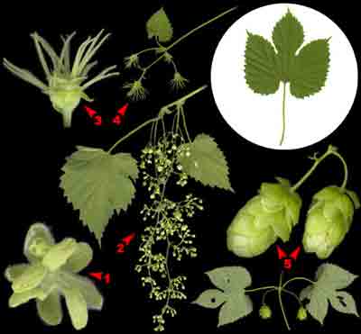  ,    Humulus lupulus L.