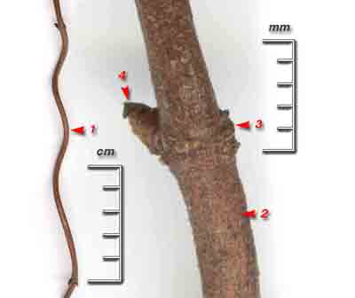  ,    Humulus lupulus L.