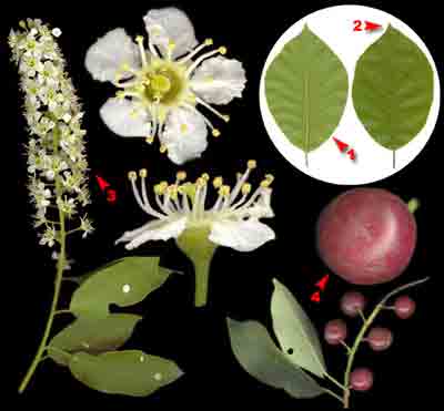    Padus virginiana (L.) Mill.