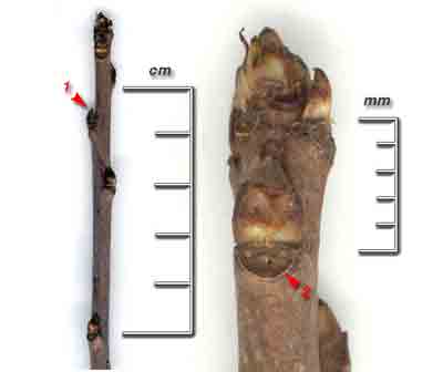    Padus virginiana (L.) Mill.