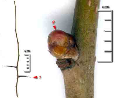  -,    Crataegus sanguinea Pall.