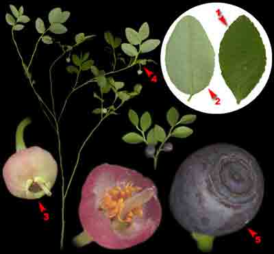   Vaccinium myrtillus L.