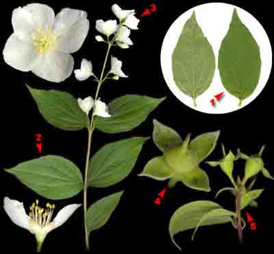  ,    Philadelphus coronarius L.