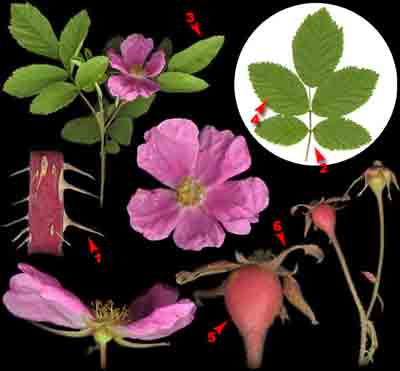  ,   ,    Rosa majalis Herrm. (R. cinnamomea L.)