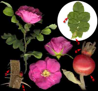  ,     Rosa rugosa Thunb.