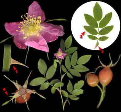  ,     Rosa canina L. (R. ciliato-sepala Btocki)