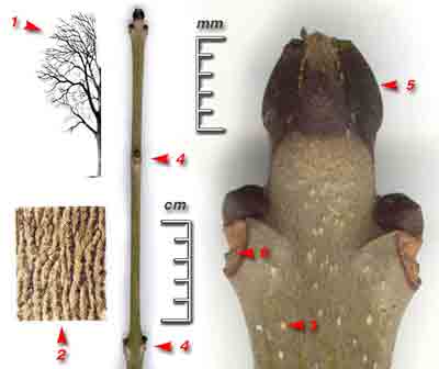    Fraxinus excelsior L.